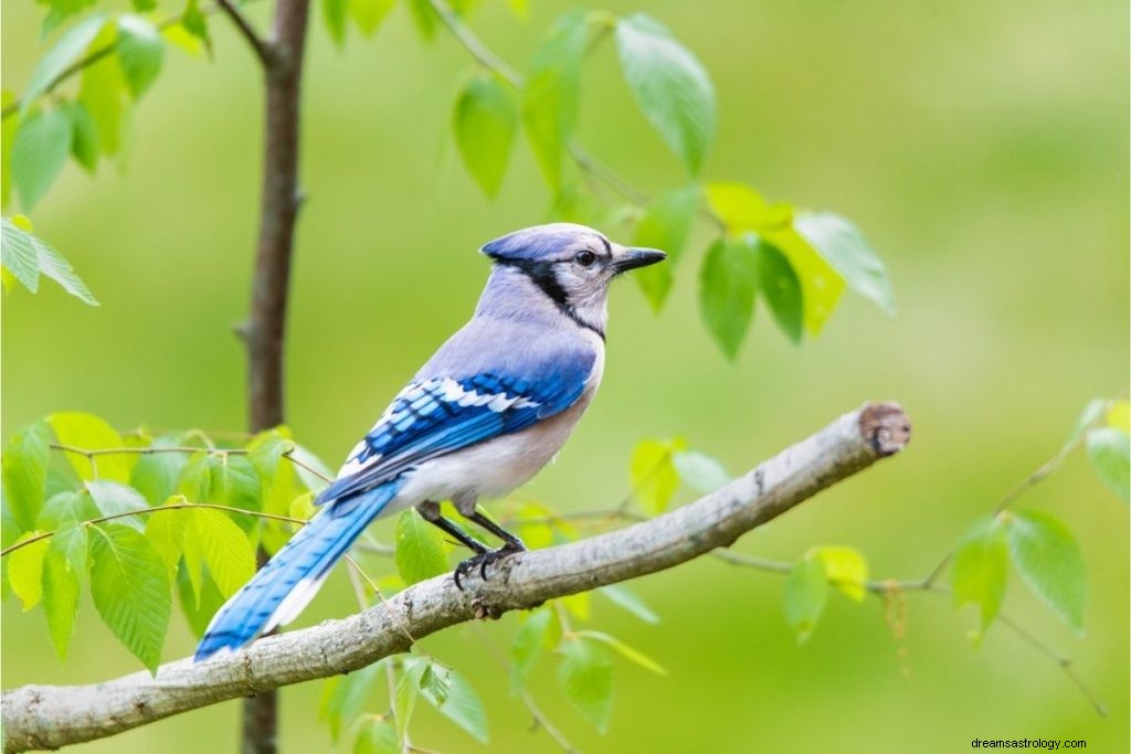 5 åndelige betydninger av å se en Blue Jay 