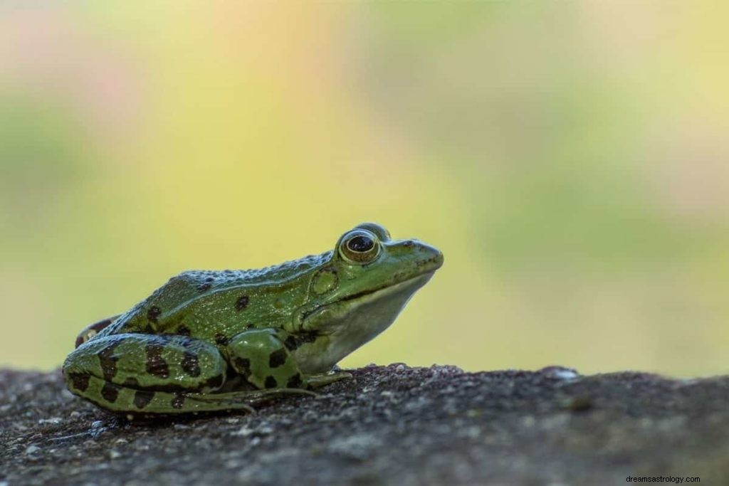 ¿Qué significan realmente los sueños de ranas? 