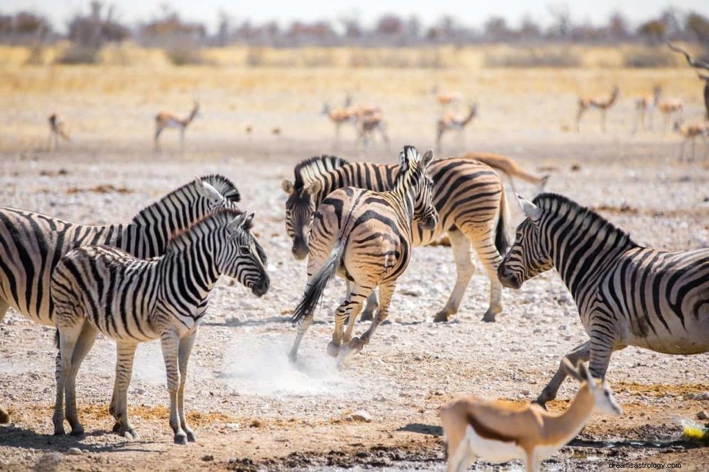 Έννοια και ερμηνεία του ονείρου Zebra 
