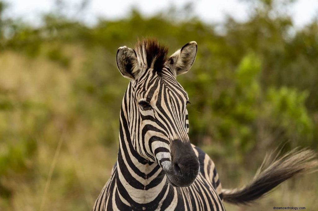 Zebra drömmening och tolkning 