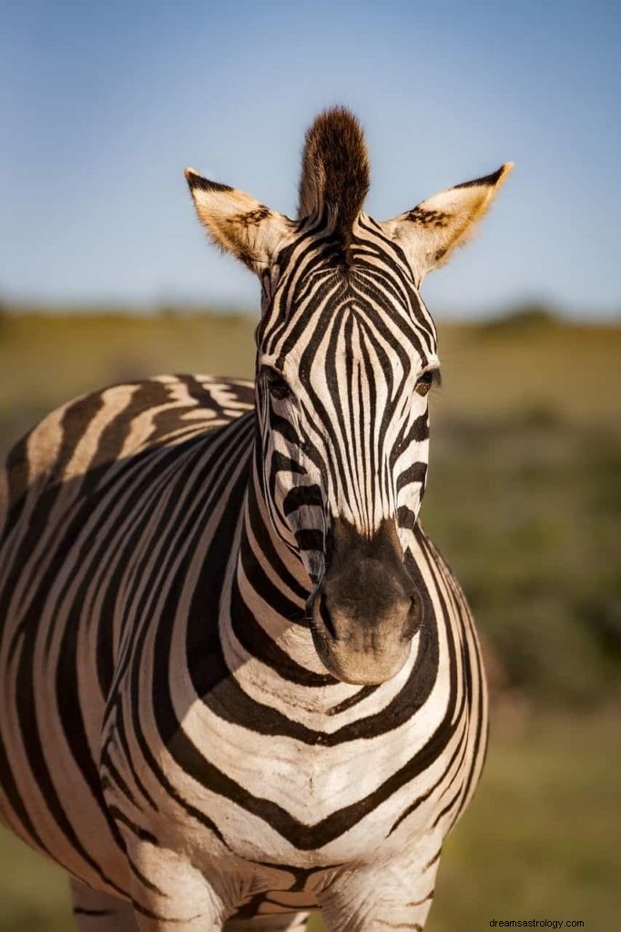 Zebra drömmening och tolkning 