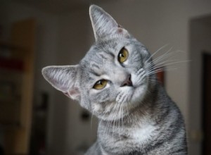 Rêver de chats :37 types et interprétations 