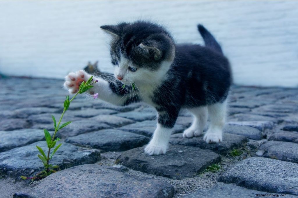 Träumen von Katzen:37 Arten und Interpretationen 