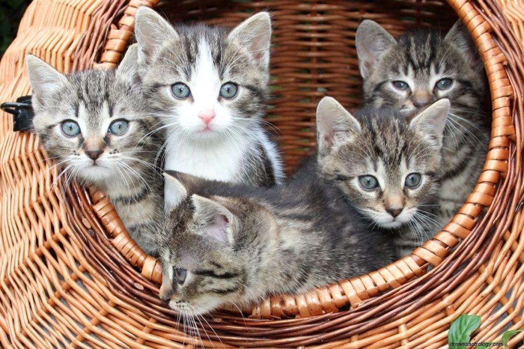 Drömmer om katter:37 typer och tolkningar 