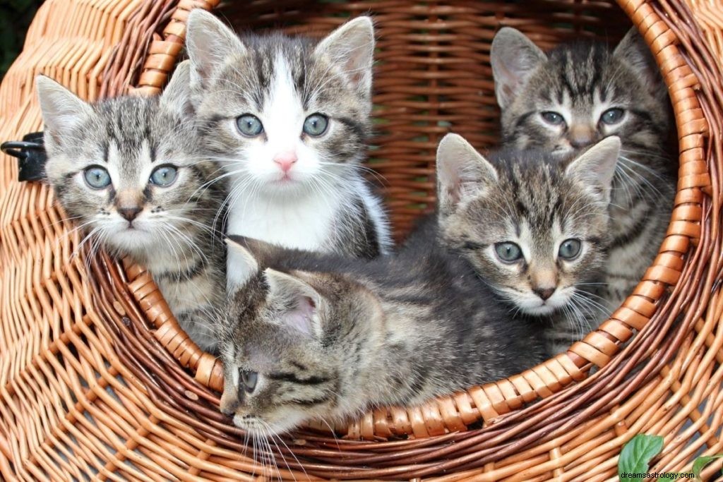 Soñar con gatos:37 tipos e interpretaciones 