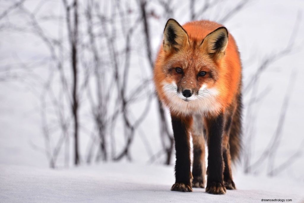 Hvordan identifisere åndedyret ditt etter bursdag (veiledning for en måned for måned) 