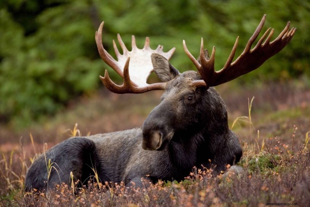 Hvordan identifisere åndedyret ditt etter bursdag (veiledning for en måned for måned) 