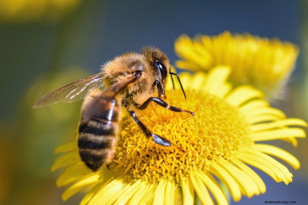 Come identificare il tuo animale spirituale per compleanno (guida mese per mese) 