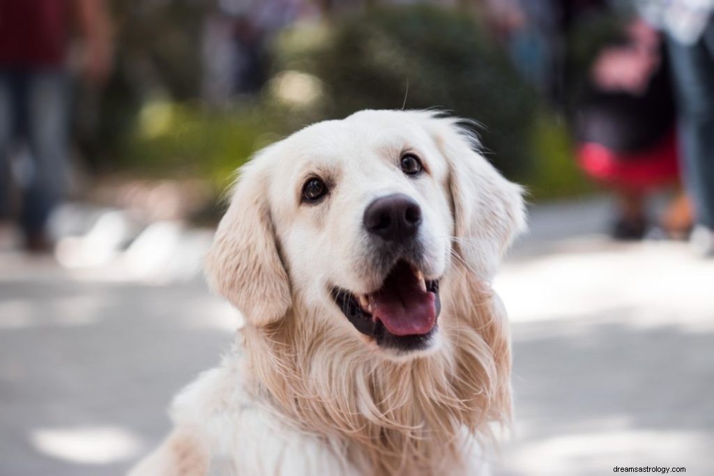 Como identificar seu animal espiritual por aniversário (guia de um mês a mês) 