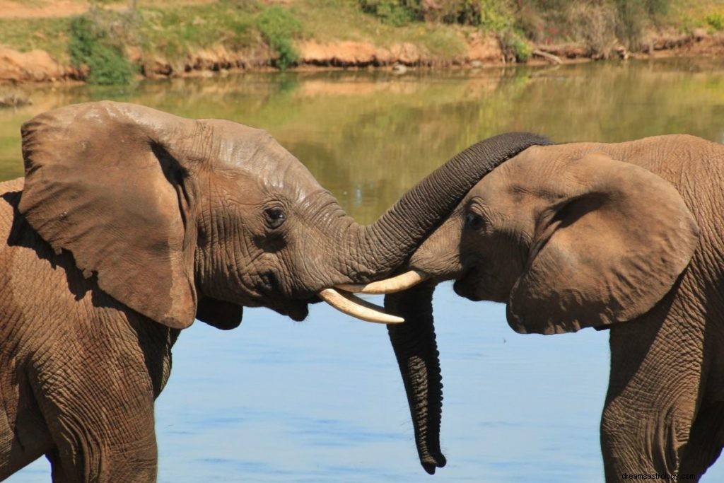 Sand betydning og rigtig fortolkning af drømme om elefanter 