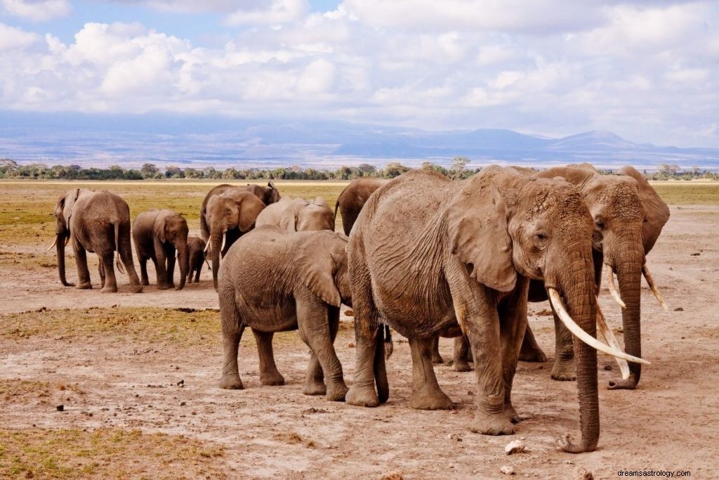 Verdadero significado e interpretación correcta del sueño de los elefantes 
