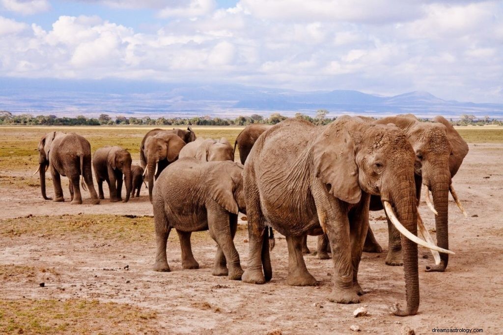 Véritable sens et bonne interprétation du rêve d éléphants 