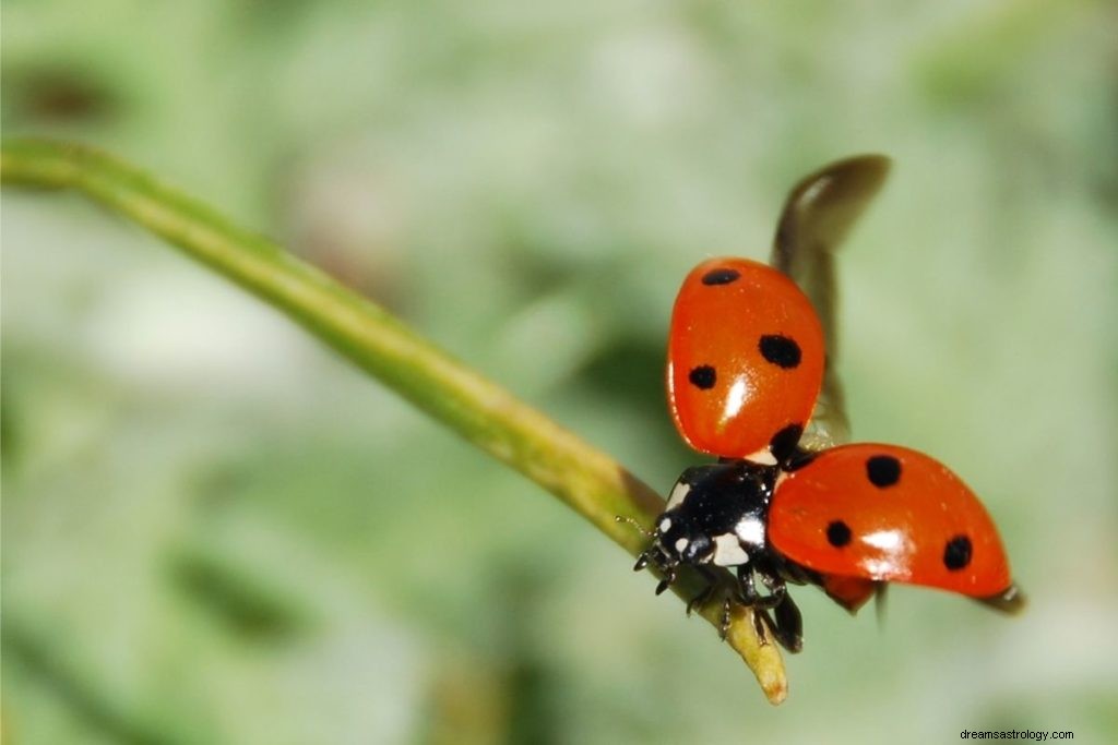 3 significados espirituais quando uma joaninha pousa em você 