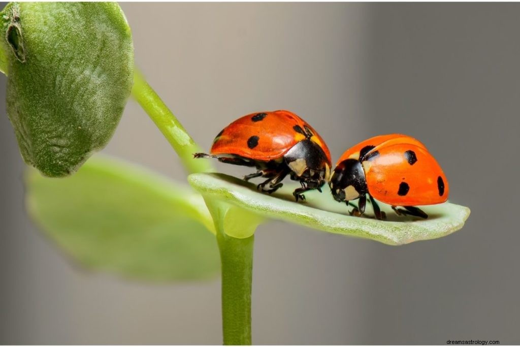 3 significati spirituali quando una coccinella atterra su di te 