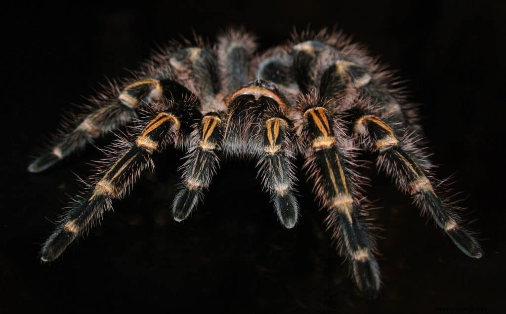 Tarantula Dream Betekenis en symboliek 