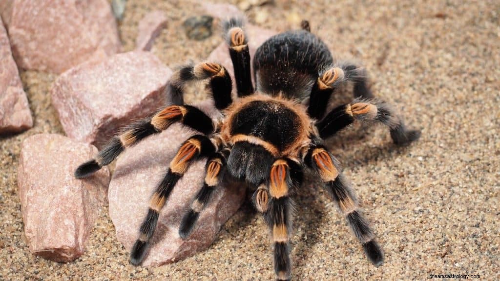 Význam a symbolika snu Tarantule 