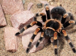 Znaczenie i symbolika snu Tarantuli 