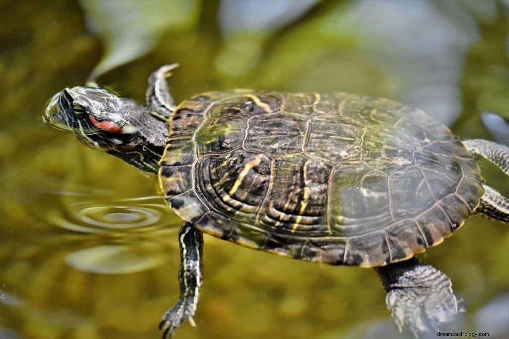 Sköldpaddsdrömmening och symbolik 