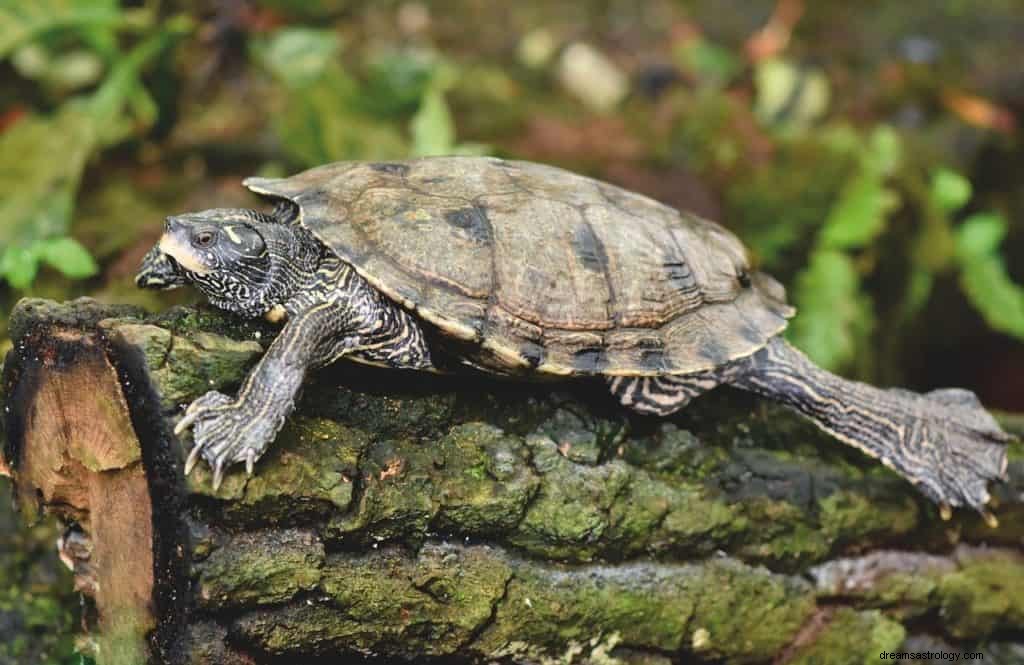 Schildkrötentraum Bedeutung und Symbolik 