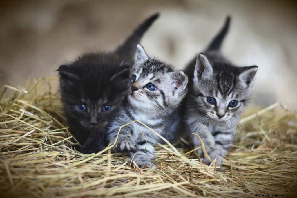 Kattungar drömmening och symbolik 