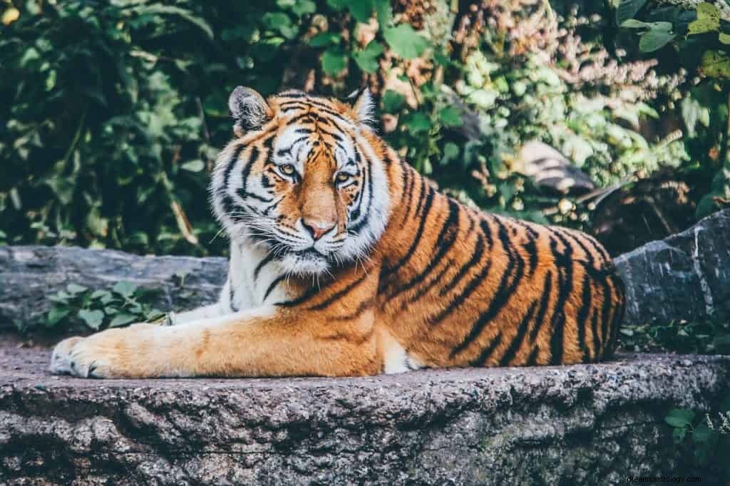 Tiger Chasing Me Droombetekenis en symboliek 