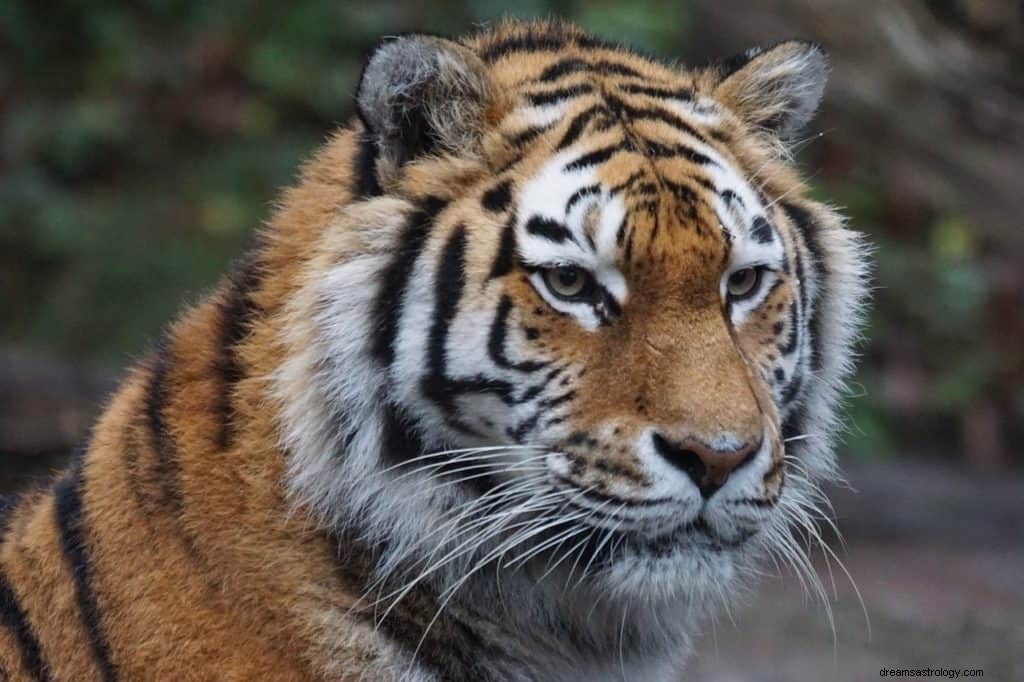 Tiger Chasing Me Dream Significato e simbolismo 