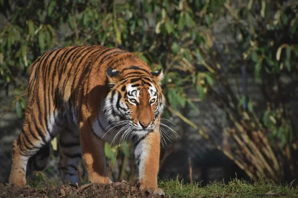 Tiger Chasing Me Droombetekenis en symboliek 