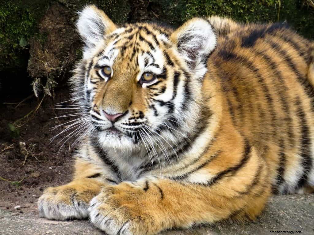 Tiger Chasing Me Dream Significato e simbolismo 