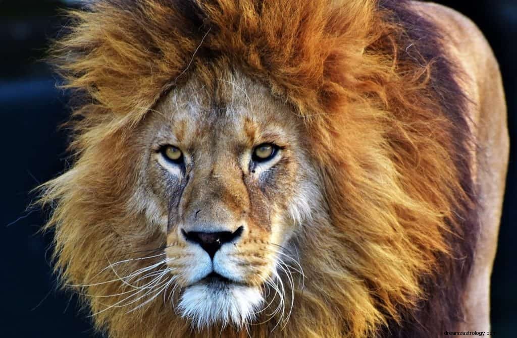 Lejonet skyddar mig Drömmening och symbolik 