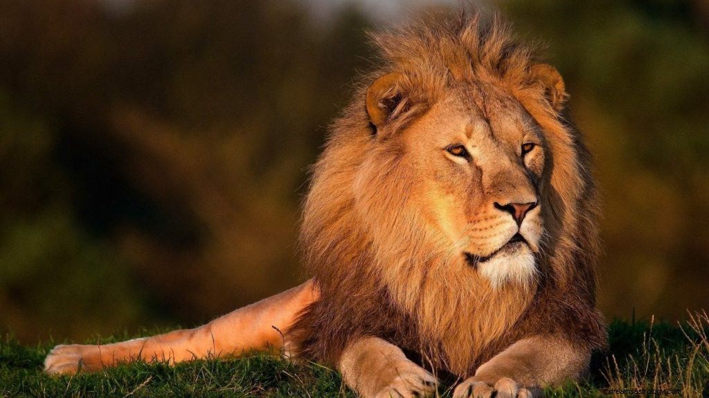 Løve beskytter mig Drømmebetydning og symbolik 