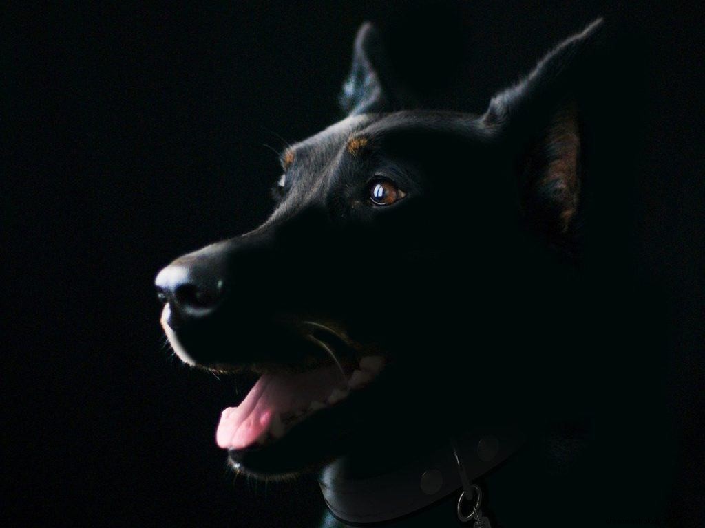 Význam a symbolika snu černého psa 
