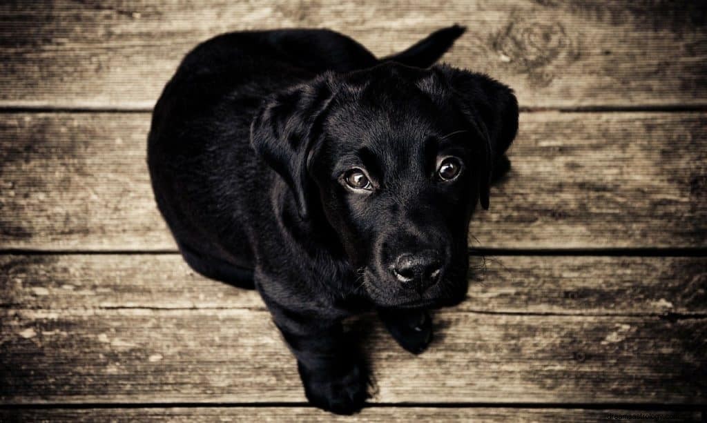 Significado y Simbolismo de Soñar con Perro Negro 