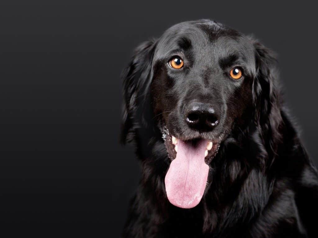 Significato e simbolismo del sogno del cane nero 