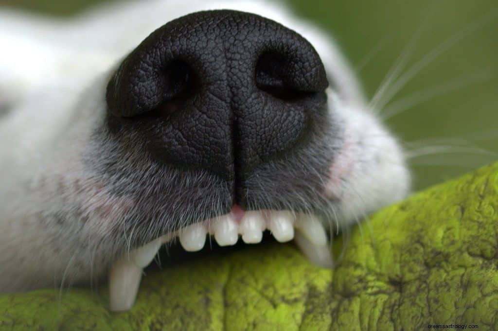 Dog Bite Dream Betekenis en symboliek 