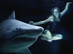 Nager avec les requins Signification et symbolisme des rêves 