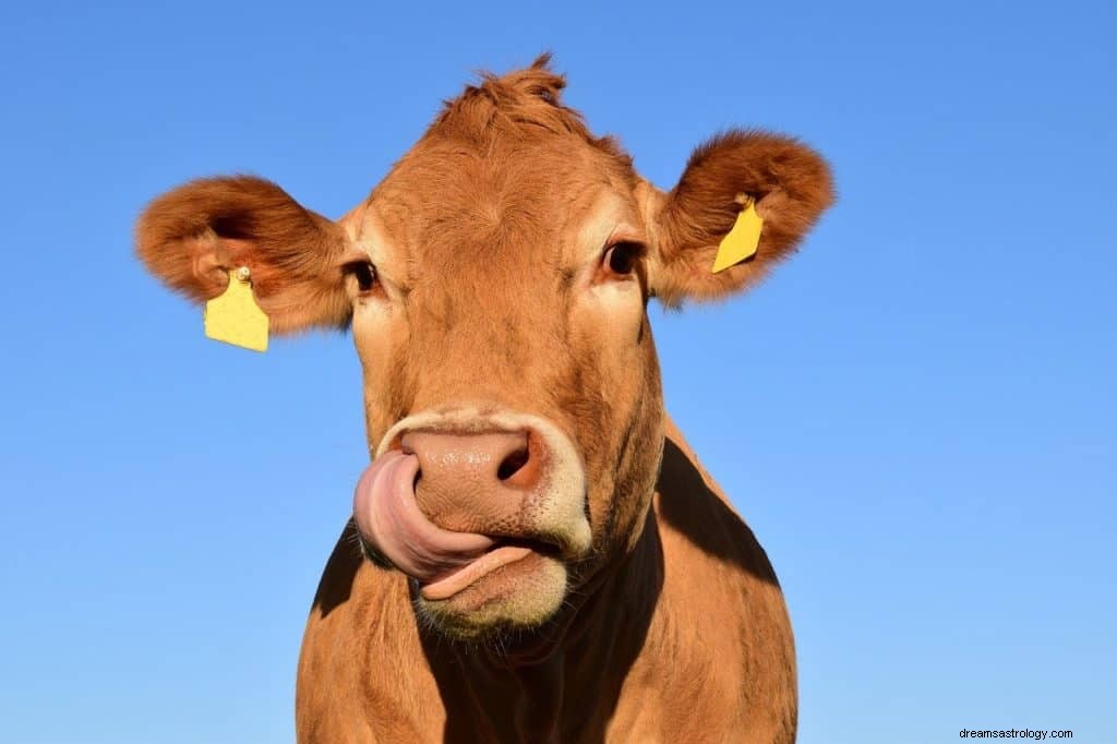 Significado y simbolismo del sueño de la vaca 