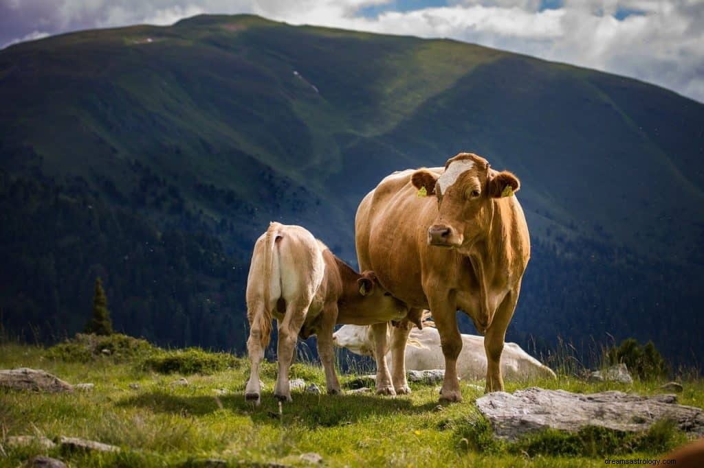 Significato e simbolismo del sogno di una mucca 