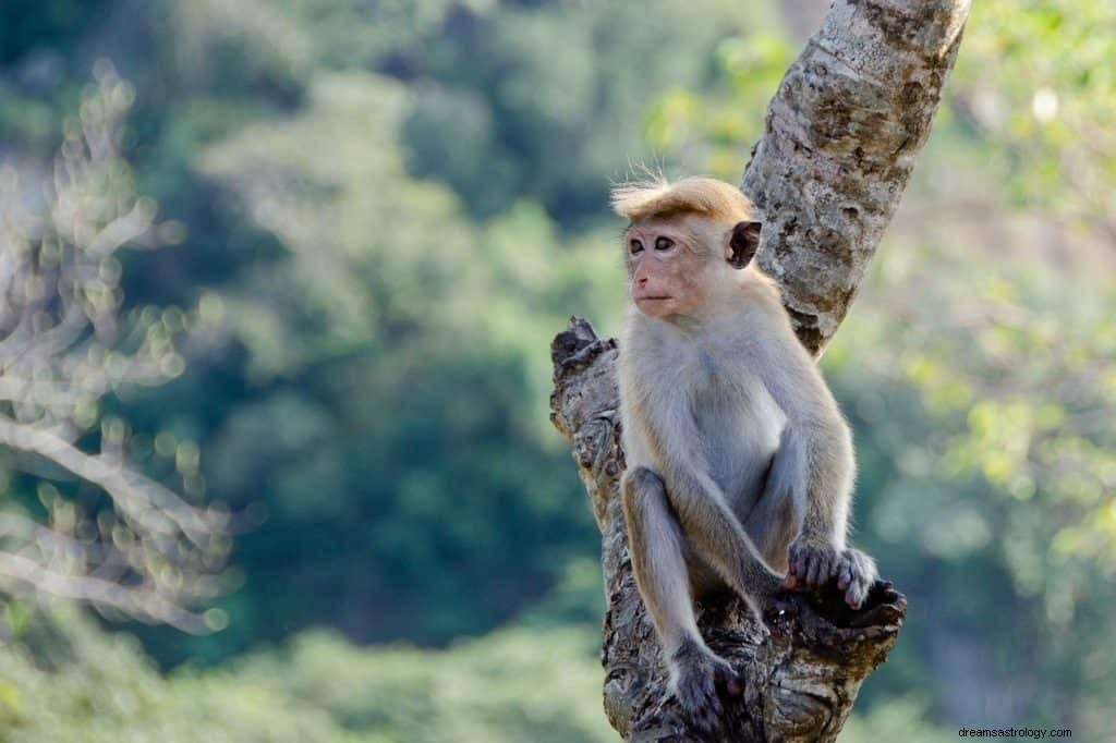 Σημασία και συμβολισμός ονείρου μαϊμού 