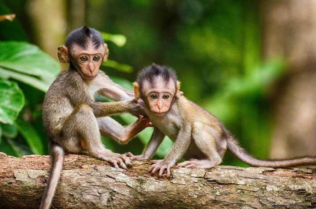 Σημασία και συμβολισμός ονείρου μαϊμού 