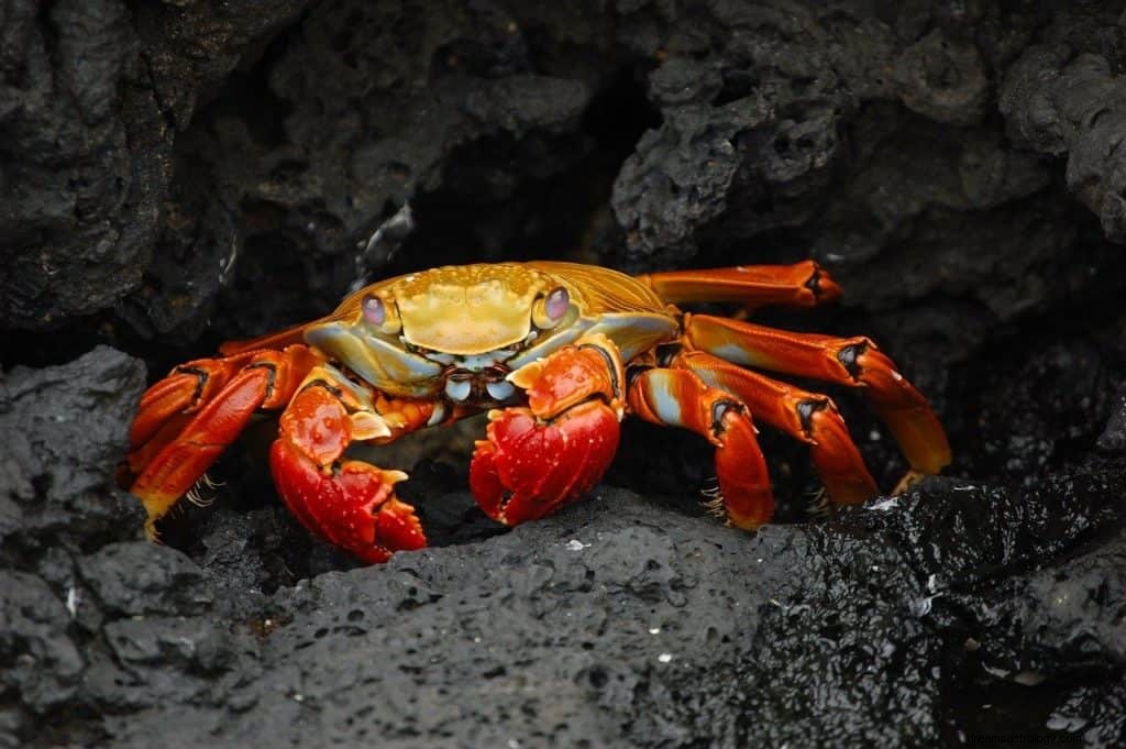 Signification et symbolisme des rêves de crabes 