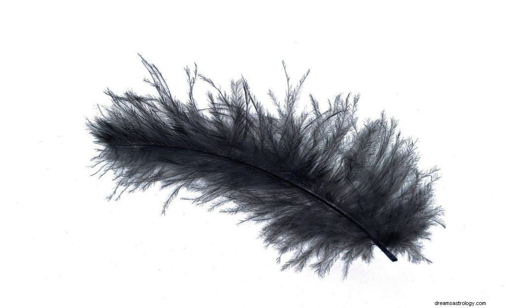 Black Feather Dream Betydelse och Symbolism 