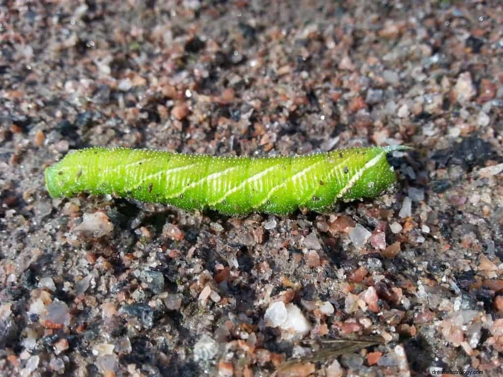 Maggots drömmening och symbolik 