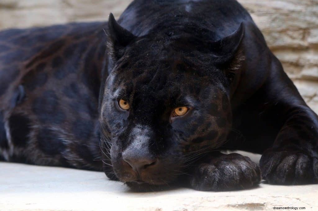 Significado e simbolismo do sonho do Pantera Negra 