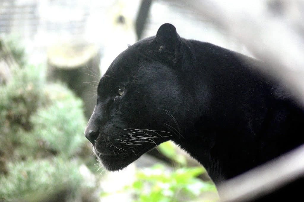 Black Panther Dream Betydelse och Symbolism 
