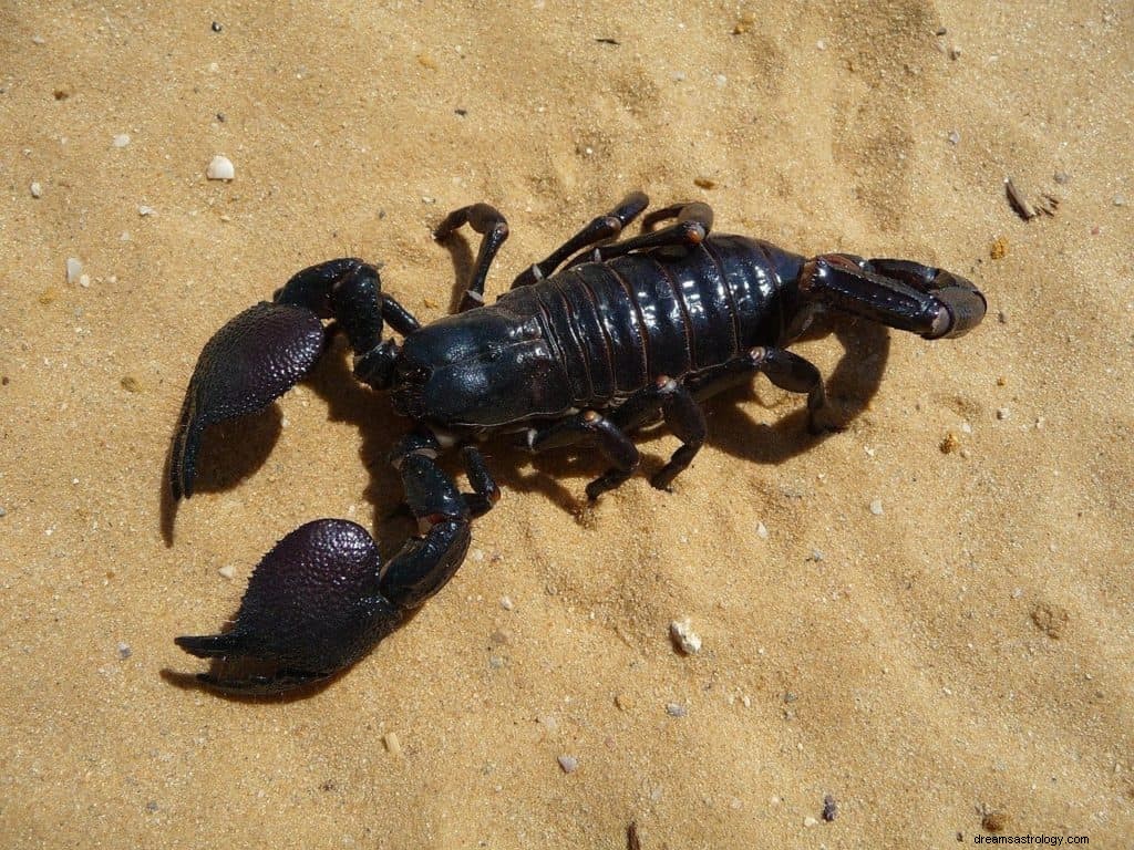 Scorpion Dream Bedeutung und Symbolik 