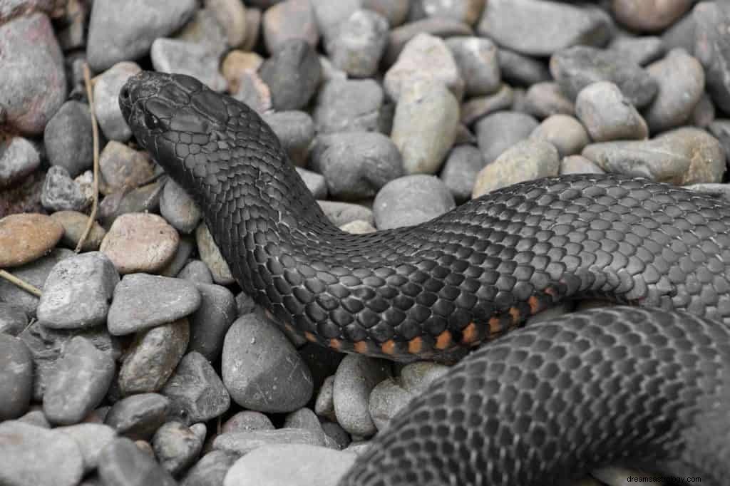 Significado y Simbolismo de Soñar con Serpiente Negra 