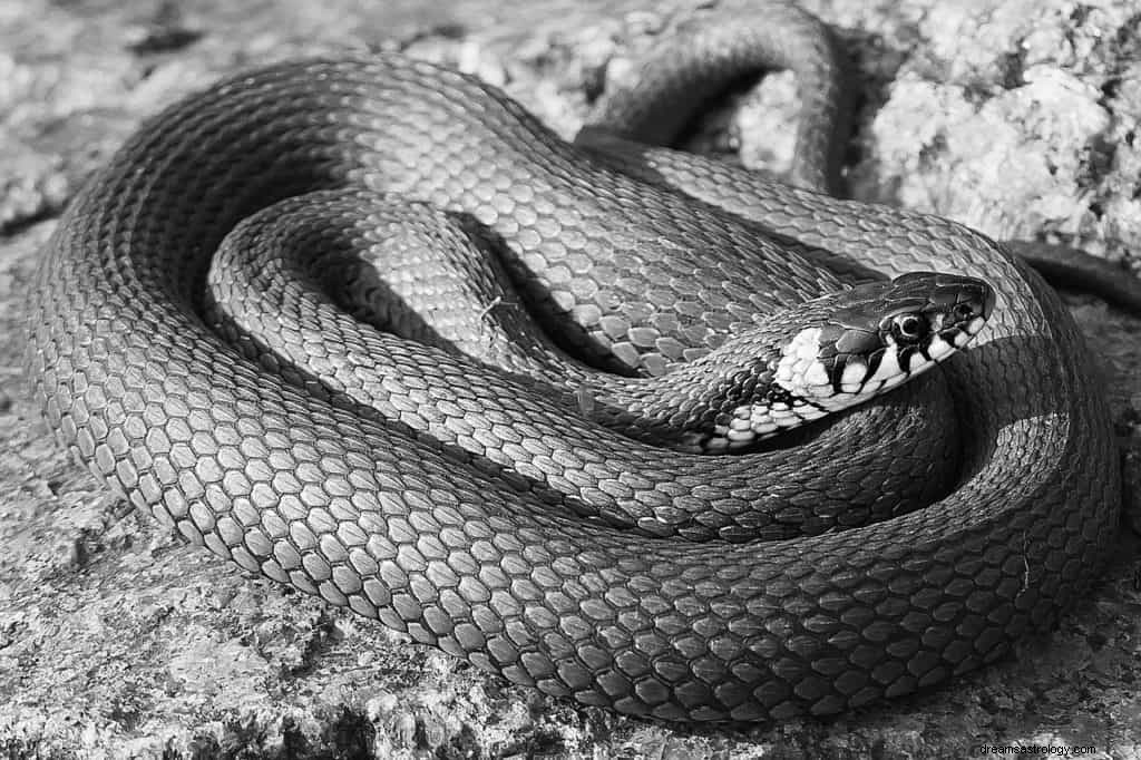 Significato e simbolismo del sogno del serpente nero 