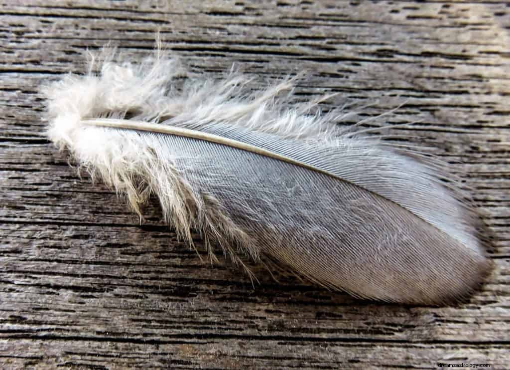 Gray Feather Dream Betydning og Symbolik 