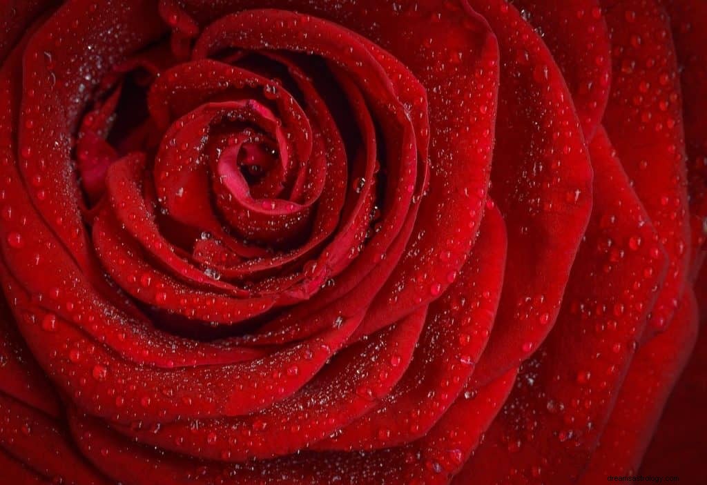 Σημασία και συμβολισμός ονείρου τριαντάφυλλου 