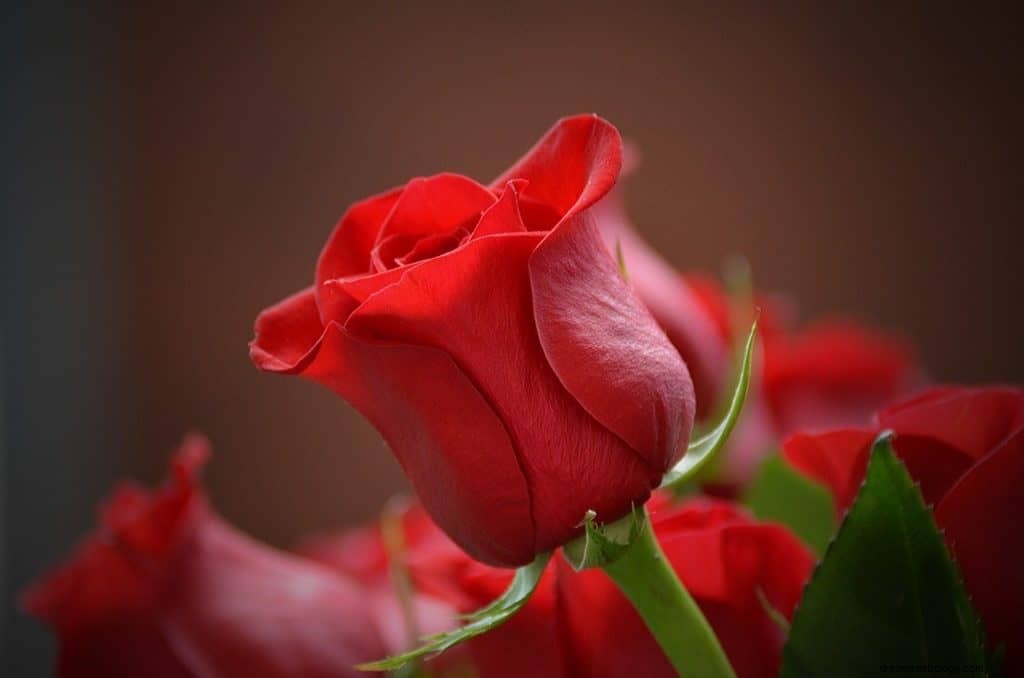 Significado y simbolismo de soñar con rosas 